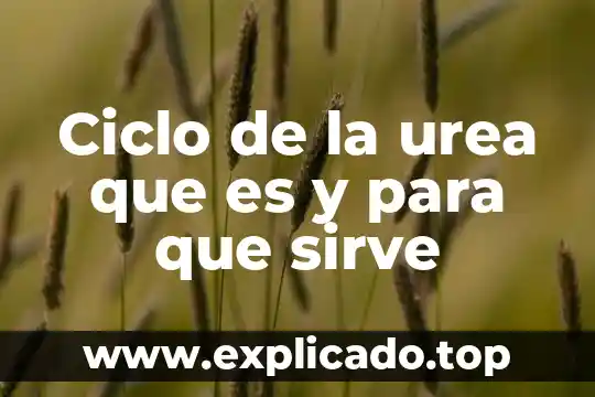 Por que es importate reciclar ciclo de vida de materiales 5 Ciclo de la urea que es y para que sirve