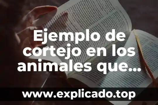 Ejemplo de cortejo en los animales que es