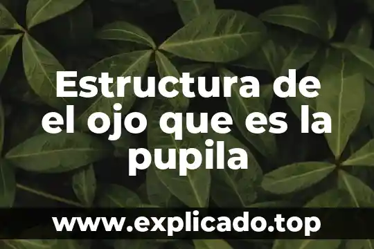 Que es la estructura divicional 5 Estructura de el ojo que es la pupila