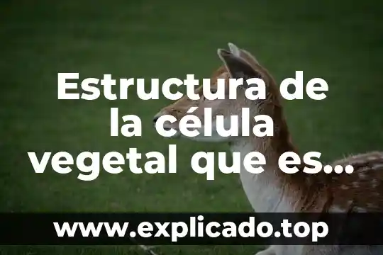 Que es la celulosa vegetal 5 Estructura de la célula vegetal que es su membrana celular
