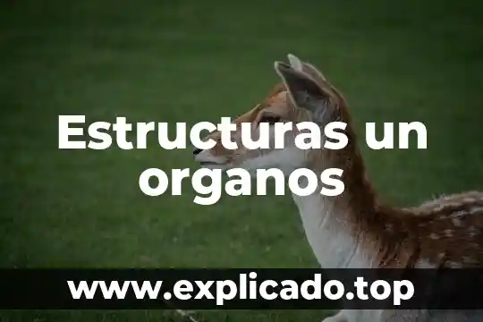 En estructuras que es el o 4 Estructuras un organos