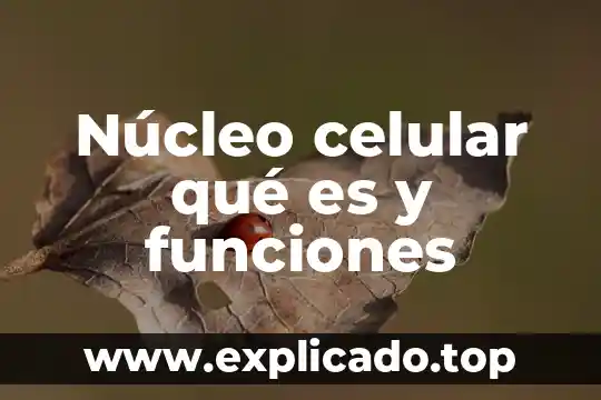Que es juez preveniente funciones 8 Núcleo celular qué es y funciones