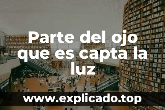 Parte del ojo que es sensible a la luz 6 Parte del ojo que es capta la luz