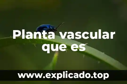Qué es el tabaco es una planta originaria de américa 3 Planta vascular que es