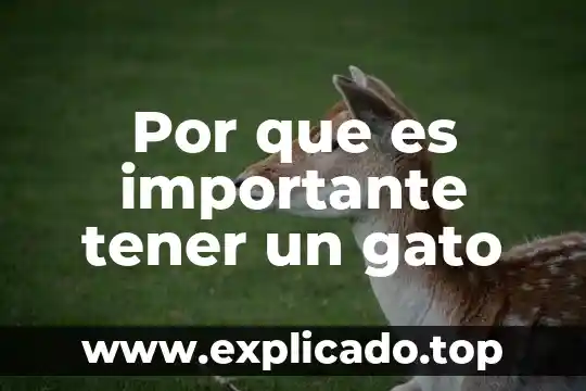 ¿Qué es más rápido, un gato o un perro? 8 Por que es importante tener un gato