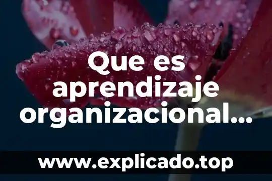 Que es ecologia cuentas confiables 4 Que es aprendizaje organizacional fuentes confiables