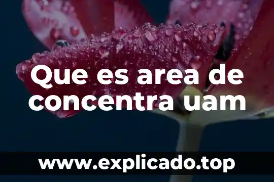 Que es un organigrama del area 4 Que es area de concentra uam