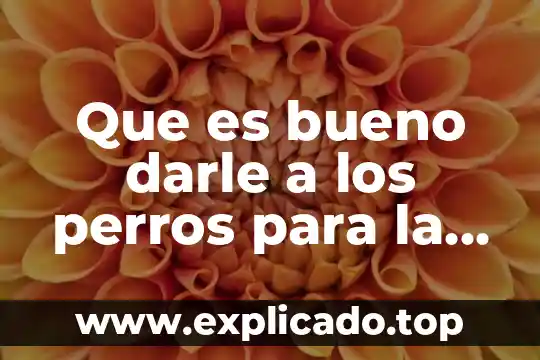 Que es bueno darle a los perros para la dearrea