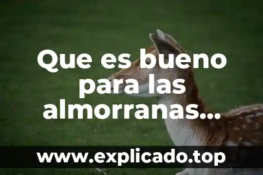 Que es bueno para el dolor de riñones remedios caseros 4 Que es bueno para las almorranas remedios caseros