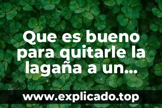 ¿Qué es más rápido, un gato o un perro? 4 Que es bueno para quitarle la lagaña a un gato