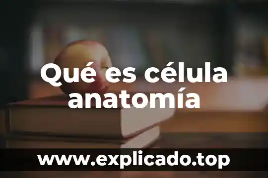 Que es sustancia citotoxica libera la celula asesina natural 6 Qué es célula anatomía