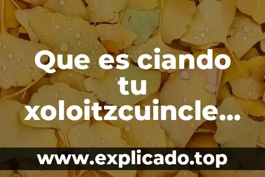 Beca tu prepa terminada 2019 que es 3 Que es ciando tu xoloitzcuincle esta mas caliente se