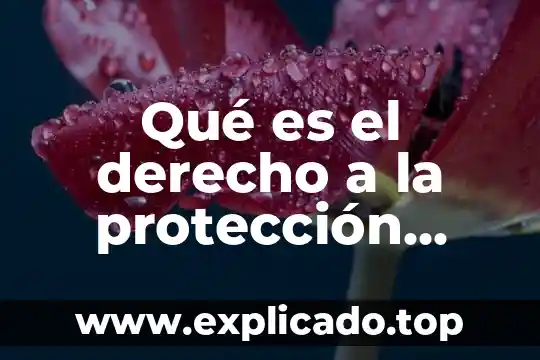 Investigar que es protección en programación 7 Qué es el derecho a la protección especial
