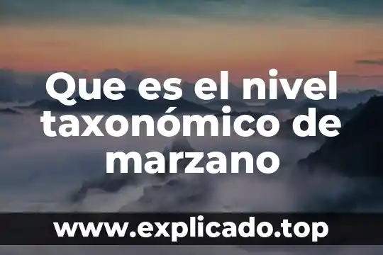 Qué es el nivel silábico 8 Que es el nivel taxonómico de marzano