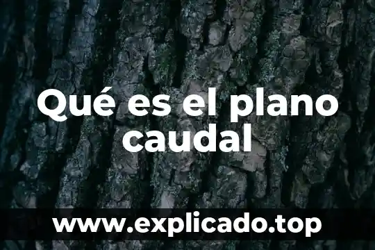 Que es la luz polarizada en un plano 8 Qué es el plano caudal