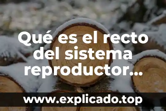 A que es igual el doble de un angulo recto 8 Qué es el recto del sistema reproductor masculino