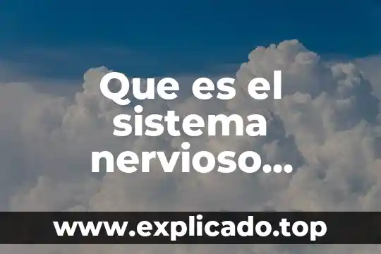 Que es el sistema nervioso dibulos faciles 7 Que es el sistema nervioso somatico
