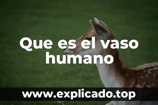 Que es el estudio citologia en vaso liquido 6 Que es el vaso humano
