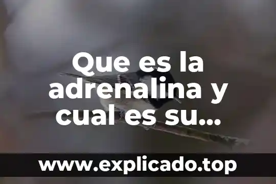 Que es y que funcion tiene la condosef 6 Que es la adrenalina y cual es su funcion