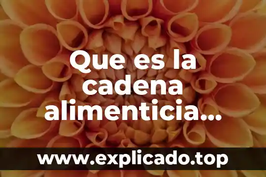 Qué es el nivel trófico en la cadena alimenticia 8 Que es la cadena alimenticia segun la biologia