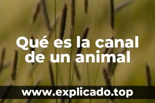 Qué es canal en ciencias de la comunicación 3 Qué es la canal de un animal