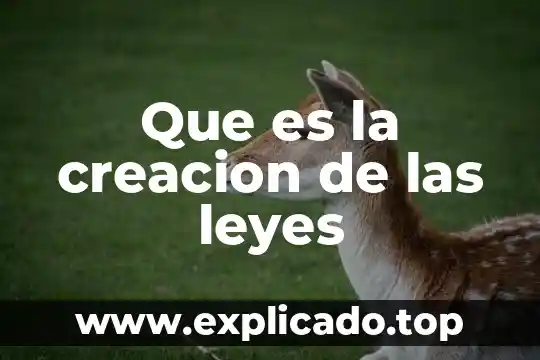 Que es la jerarquizacion de leyes derecho 8 Que es la creacion de las leyes