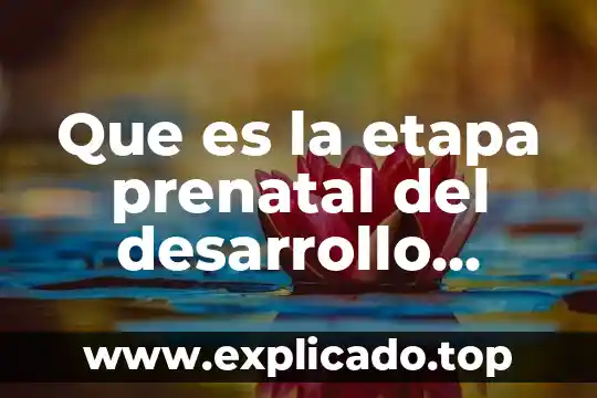 Que es la etapa prenatal del desarrollo humano