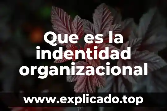 Que es el desarrollo organizacional caracteristicas etapas de proceso 5 Que es la indentidad organizacional