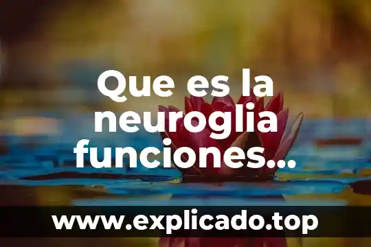 Núcleo celular qué es y funciones 4 Que es la neuroglia funciones clasificación y proceso de mielinización
