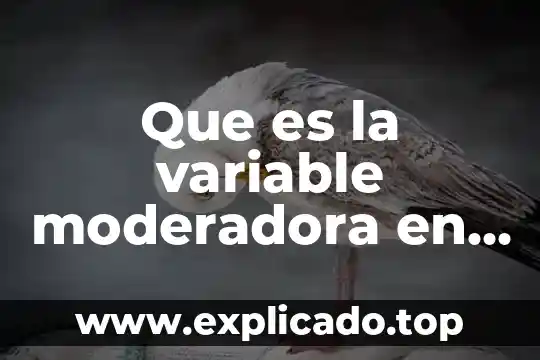 Que es un stock d productos 5 Que es la variable moderadora en matemáticas