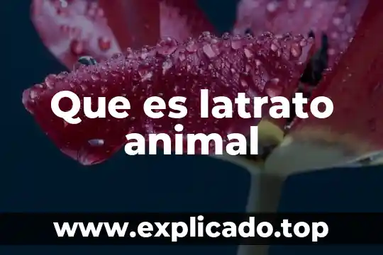 Para que es util un totem o animal de poder 5 Que es latrato animal