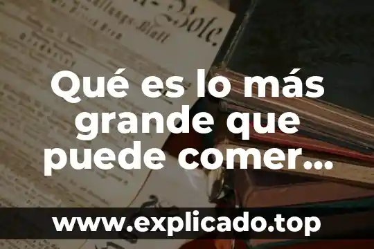 Que es lo que no puede comer un cuyo 4 Qué es lo más grande que puede comer pitones