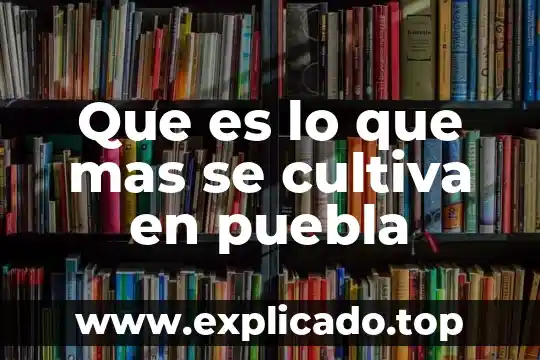 Que es sistema penal acusatorio en puebla 5 Que es lo que mas se cultiva en puebla