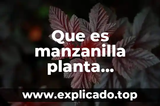 Qué es el tabaco es una planta originaria de américa 5 Que es manzanilla planta medicinal