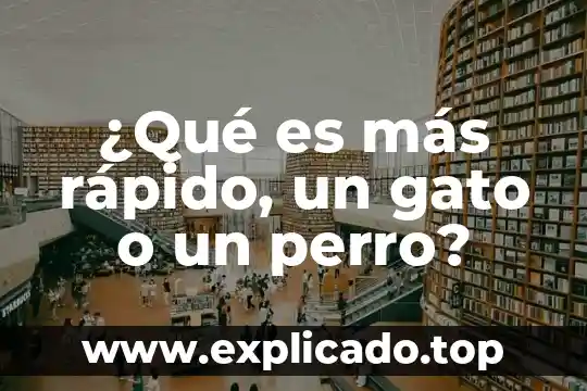 Qué es más preferido un perro o un gato 8 ¿Qué es más rápido, un gato o un perro?
