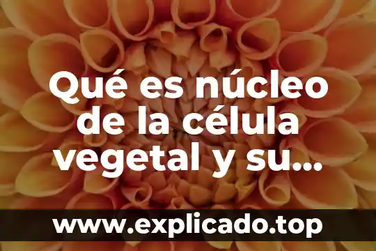 Que es la celulosa vegetal 4 Qué es núcleo de la célula vegetal y su función
