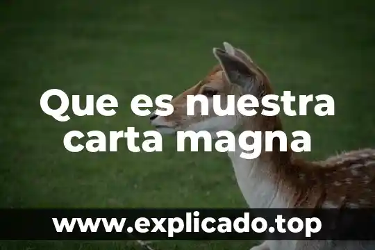 ¿Qué es la carta magna del rey Juan sin Tierra? 8 Que es nuestra carta magna