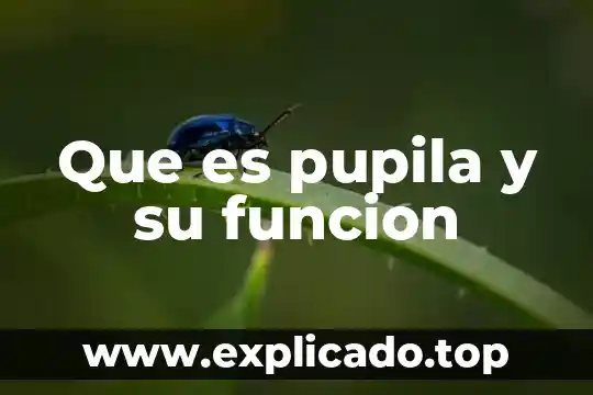Que es la funcion diastolica 3 Que es pupila y su funcion