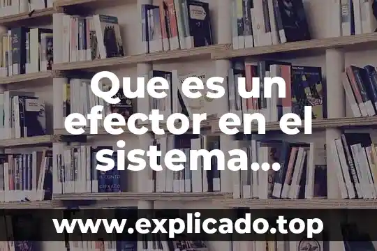 Que es el sistema nervioso dibulos faciles 6 Que es un efector en el sistema nervioso