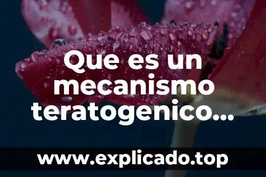 Qué es un ser y qué no es humano 8 Que es un mecanismo teratogenico en el humano