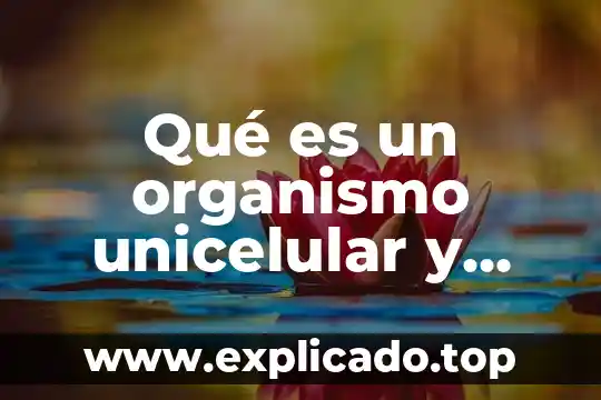 Que es masculino y ejemplos 8 Qué es un organismo unicelular y pluricelular ejemplos