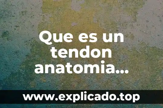 Que es un tendon anatomia definicion