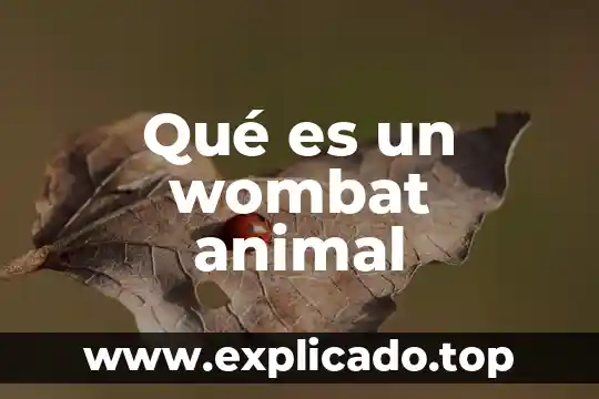 Tipo de animal que es el mapache 3 Qué es un wombat animal