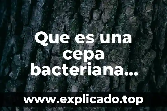 Qué es palíndromos definición 5 Que es una cepa bacteriana definición