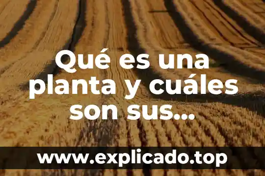 Qué es el derecho y cuáles son sus ramas 8 Qué es una planta y cuáles son sus características