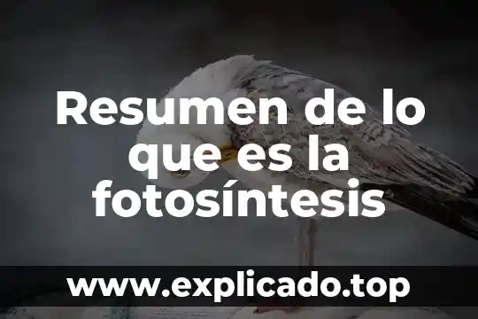 Que es resumen y para que sirve 8 Resumen de lo que es la fotosíntesis