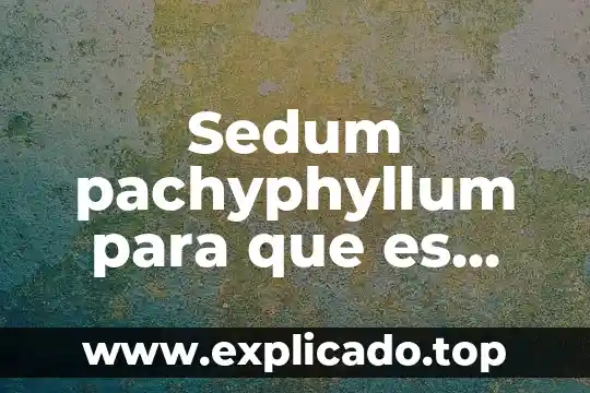 Para que es bueno el fruto arandano 4 Sedum pachyphyllum para que es bueno