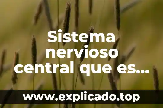 Que es el sistema nervioso dibulos faciles 3 Sistema nervioso central que es y funciones