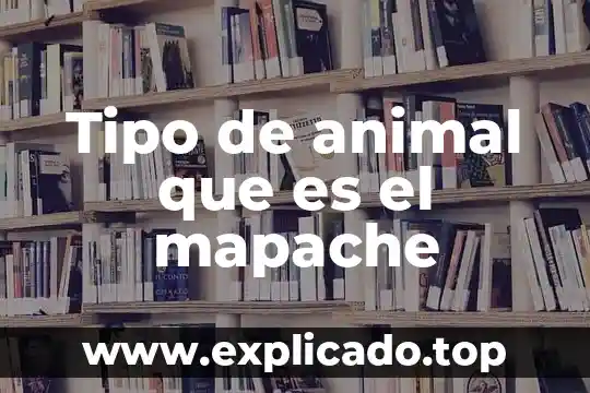 Qué es un wombat animal 5 Tipo de animal que es el mapache